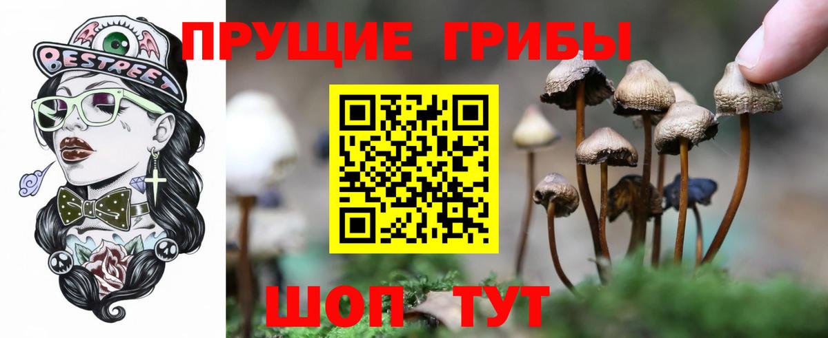 Сорочинск  Псилоцибиновые грибы Cubensis  Вход с VPN 